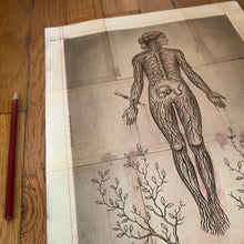 Load image into Gallery viewer, Transcendence
