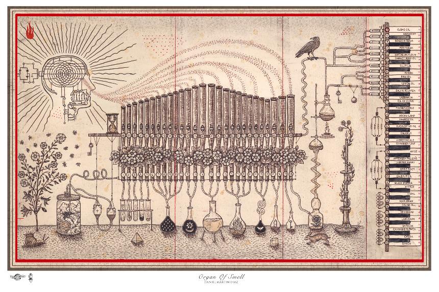 Organ Of Smell, Archival Print